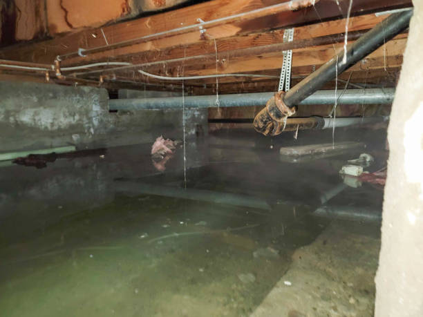 Best Professional water damage repair  in Mexico Beach, FL