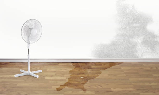 Best Carpet water damage restoration  in Mexico Beach, FL