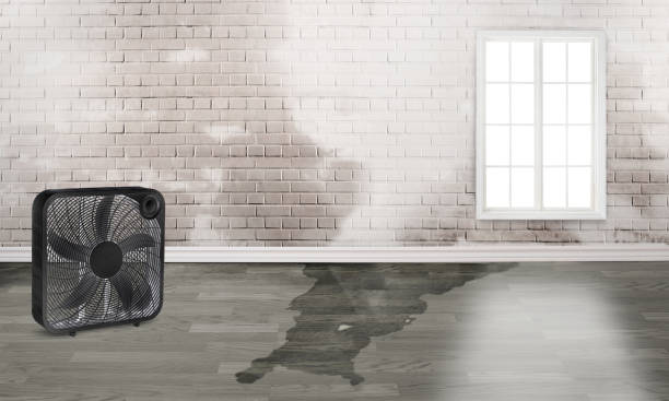  Mexico Beach, FL Water damage restoration Pros